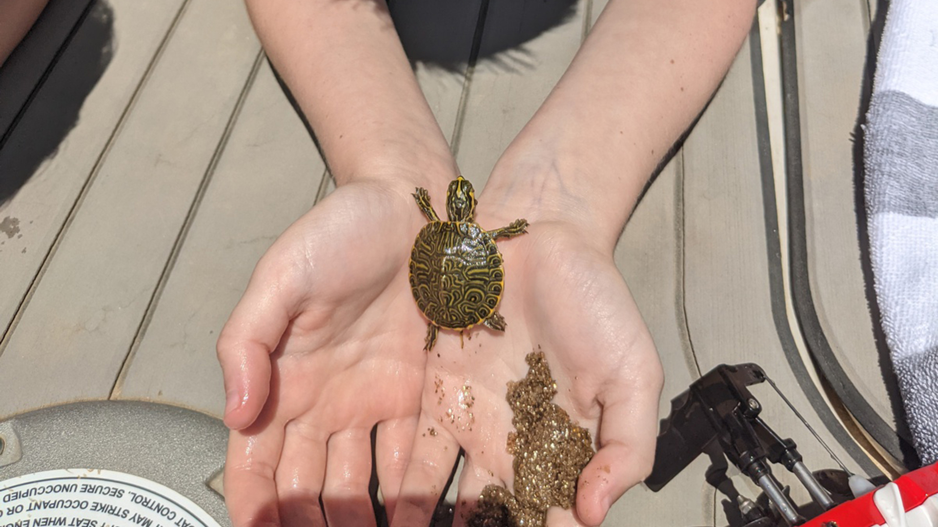 A baby turtle on the shores of Falls Lake.